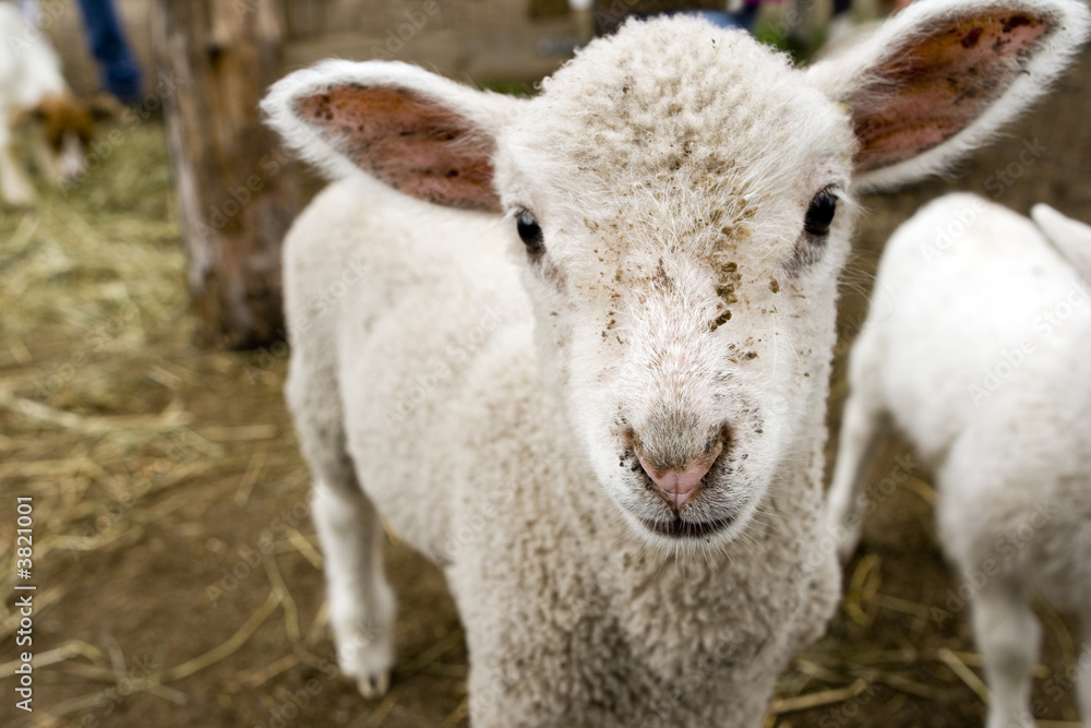 Fototapeta premium lamb head close-up