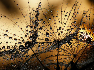 Fotobehang Paardenbloem met waterdruppels Natte paardenbloemzaadjes in macro  © Anette Linnea Rasmus