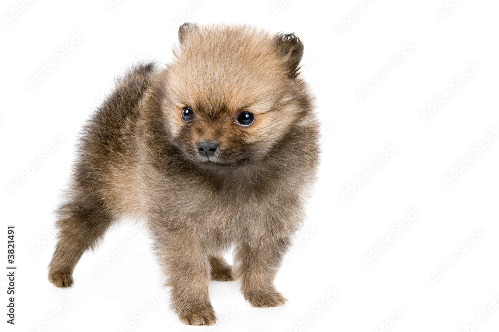 The puppy of the spitz-dog The puppy of the spitz-dog