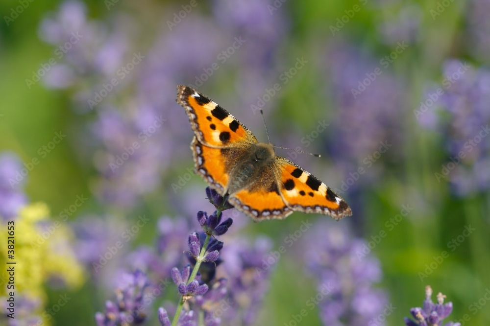 Schmetterling Schmetterling