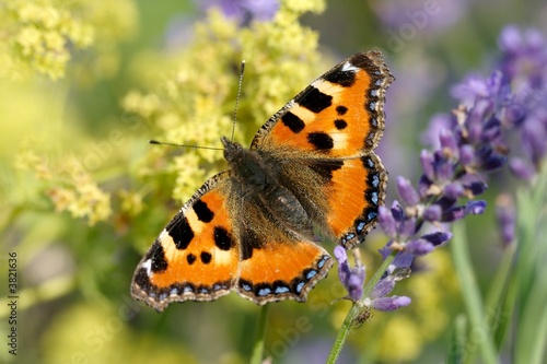 Schmetterling © Christof Lippmann