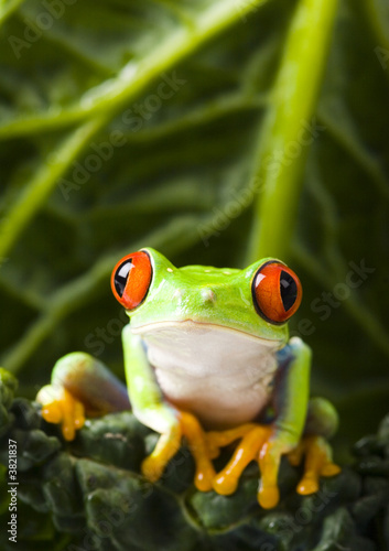red eyed tree frog © Sebastian Duda