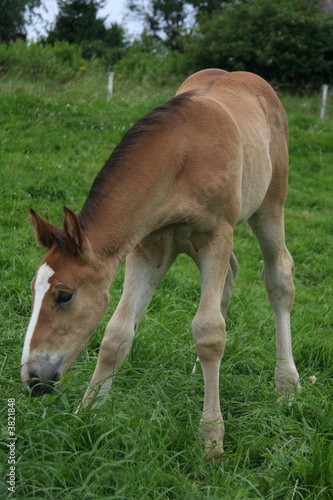 Fohlen
