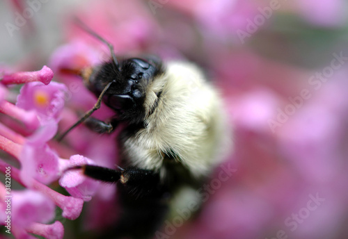 A macro view of a bee gathering nectar