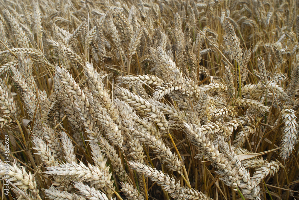 Fototapeta premium Champ de blé