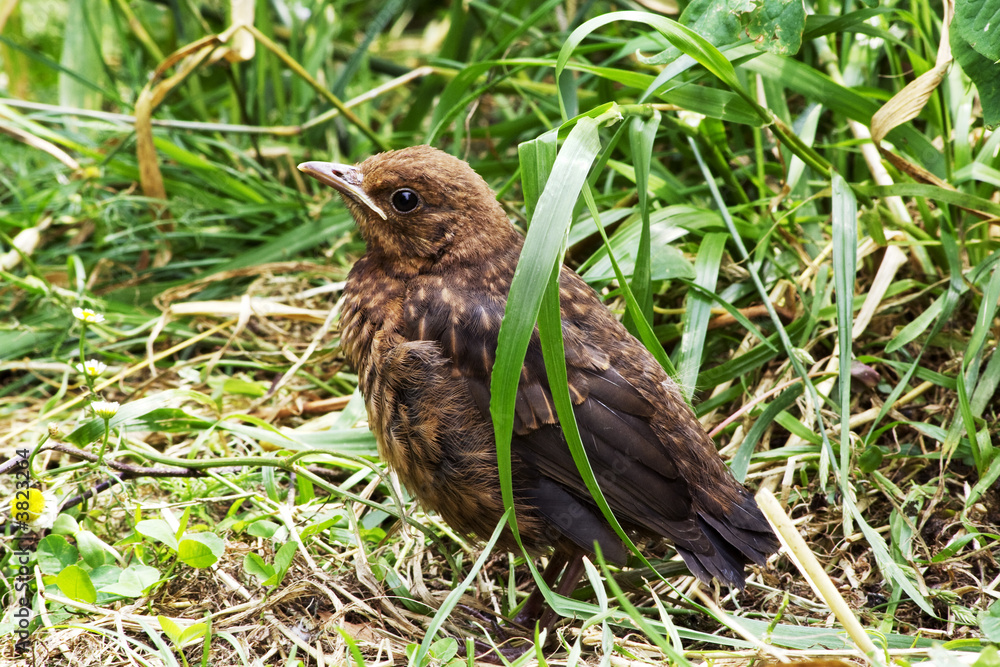 Blackbird young Blackbird young