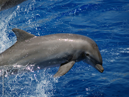 Delfino che salta © TICO Prodotti - Foto