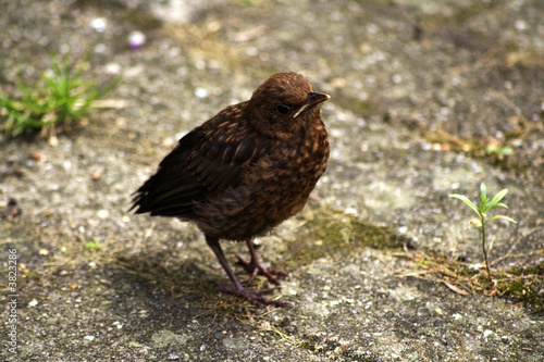 Blackbird young on pavement