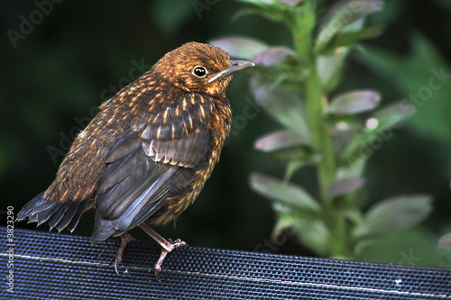 Blackbird fledgling
