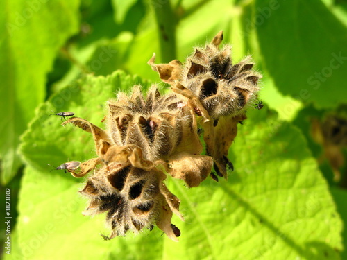 Fremontodendron seed heads photo