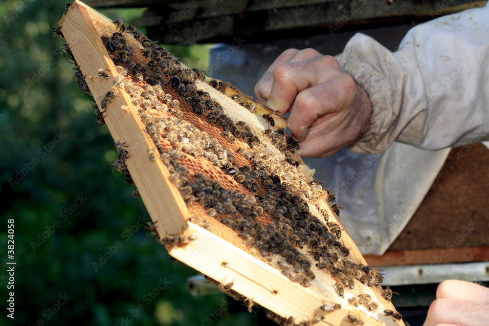 beekeeper #2 beekeeper #2