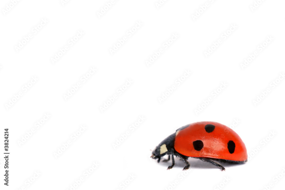 Fototapeta premium Macro shot of a Red Ladybird on white
