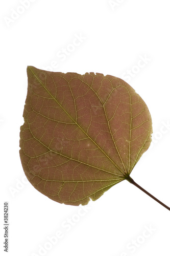 leaf with backlight