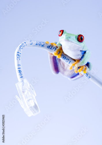 frog on cable