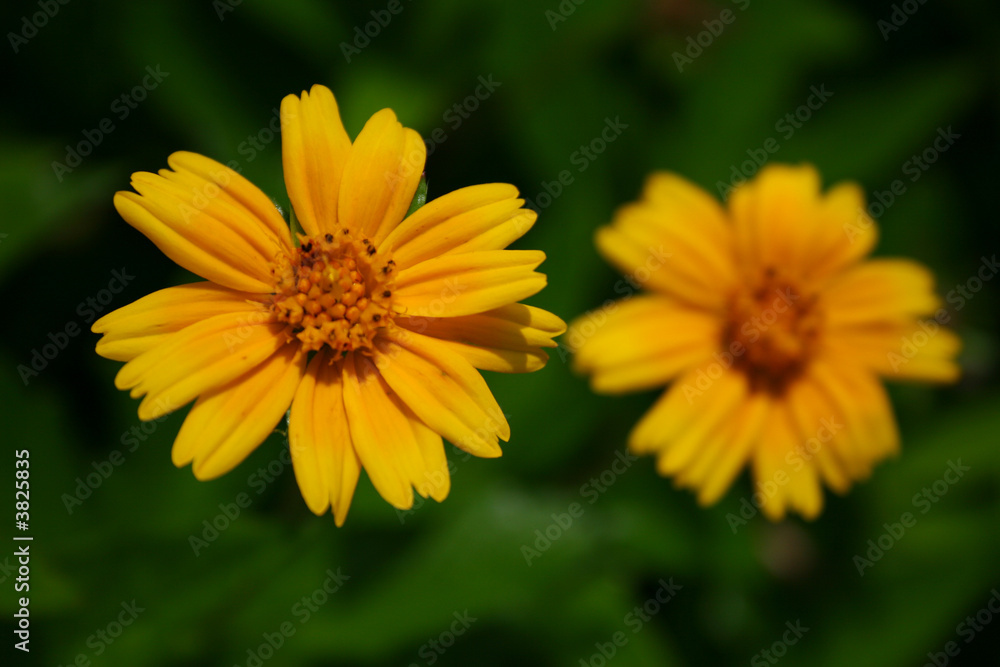 Yellow flower Yellow flower