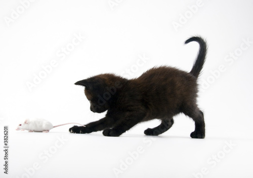 Black cat & White mouse