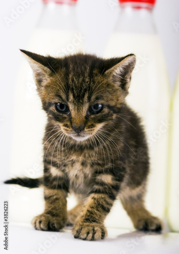 Wallpaper Mural kitten Torontodigital.ca