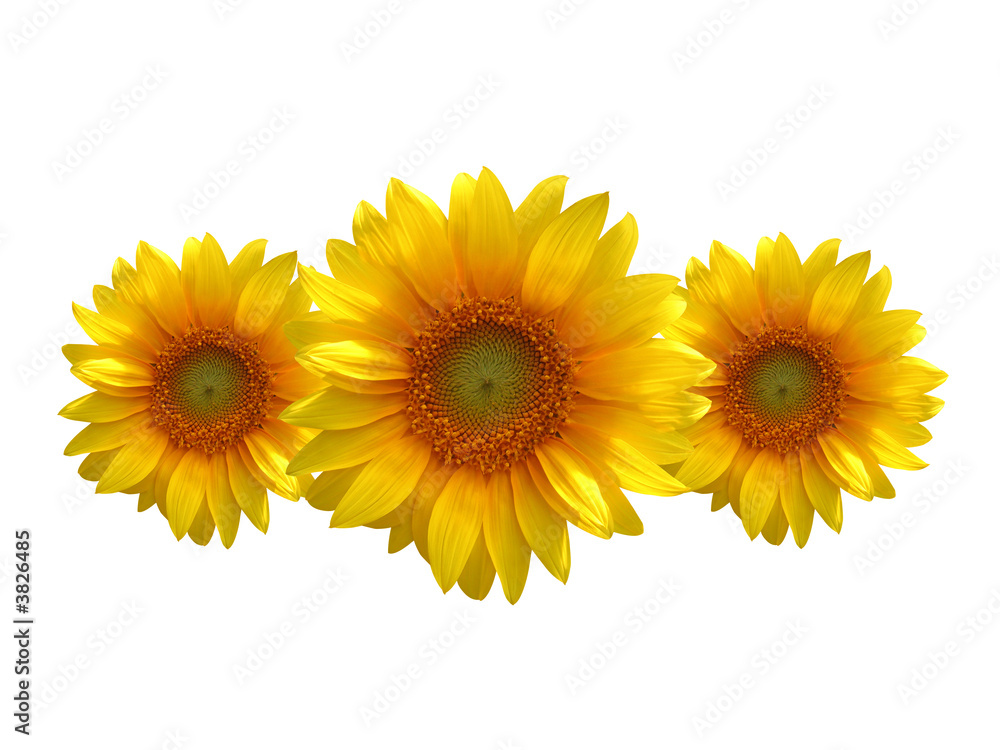 sunflowers isolated sunflowers isolated