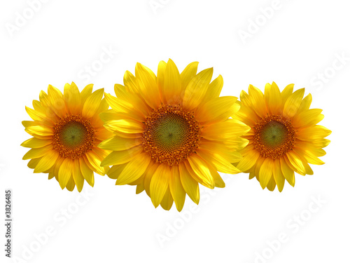 Fototapeta Naklejka Na Ścianę i Meble -  sunflowers isolated