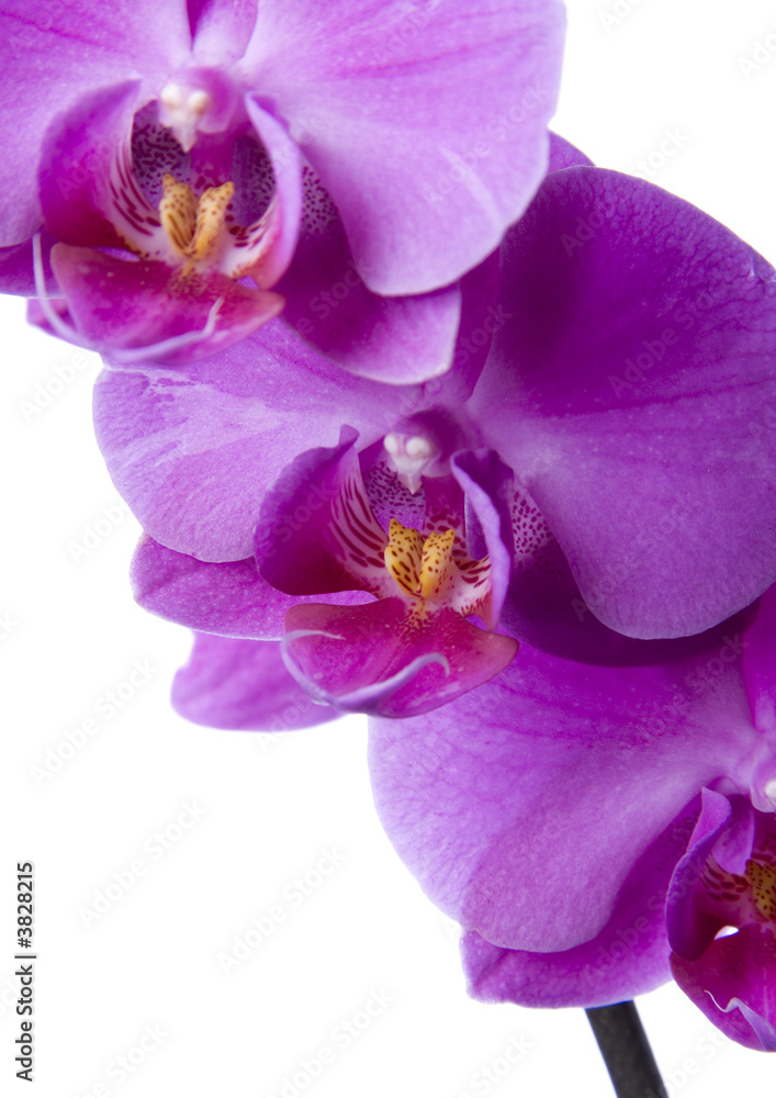 Obraz premium piękne orchidee