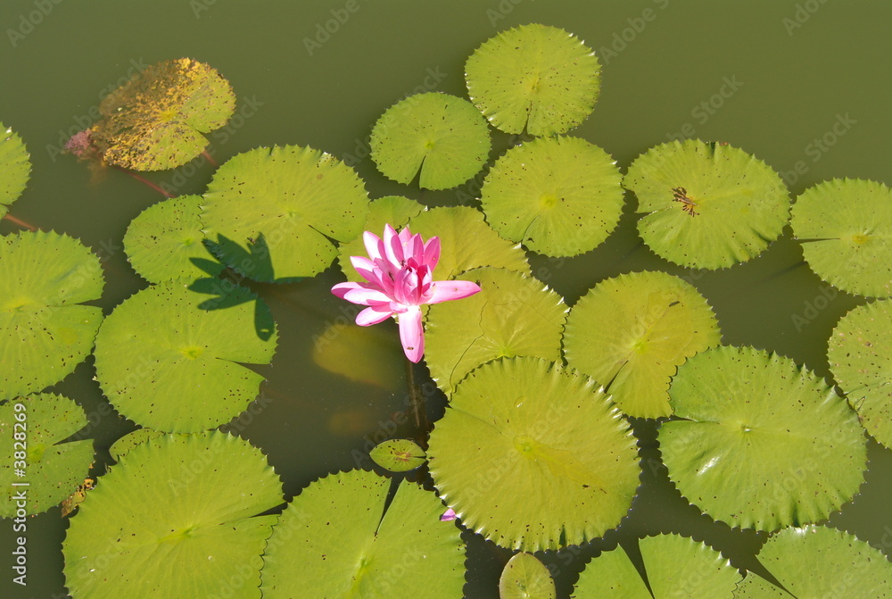 water lily in the ponds water lily in the ponds