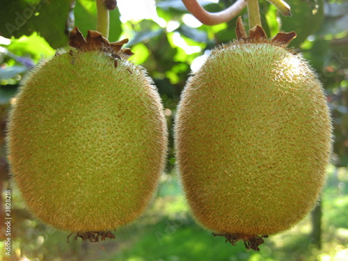 2 Kiwi fruits