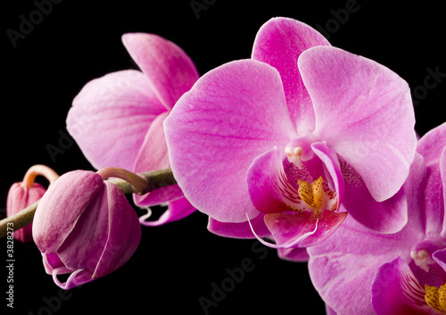 purple orchid on the black background