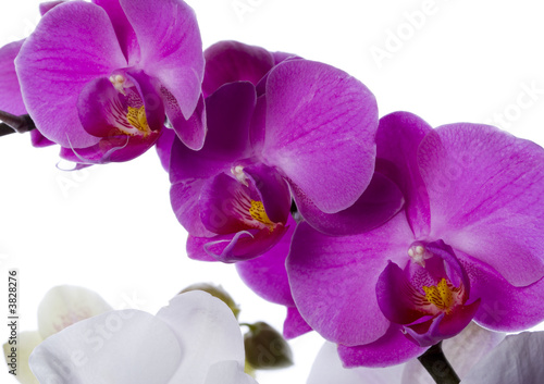 beautiful orchid