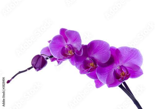 orchid © Sebastian Duda