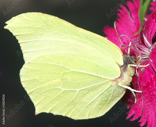 un papillon, piéride du chou photo