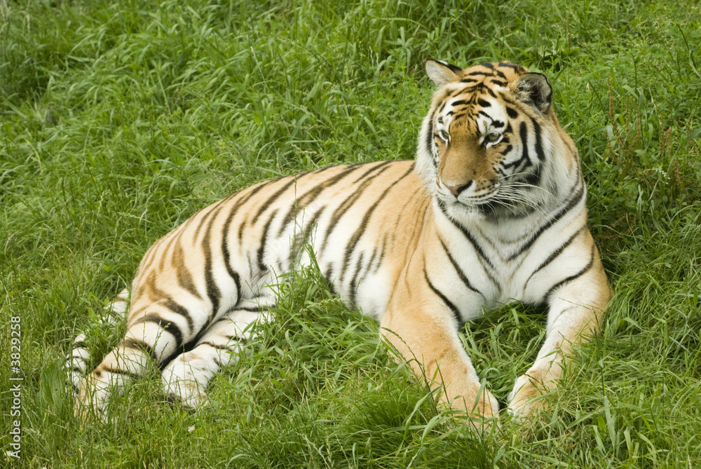 Amur Tiger (Panthera tigris altaica) looking to left of frame Amur Tiger (Panthera tigris altaica) looking to left of frame
