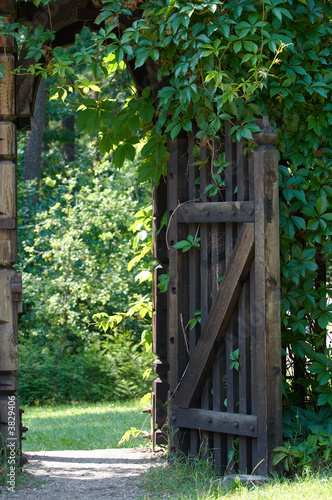 Opened wooden gate decorated with green climbing plant.. #3829406