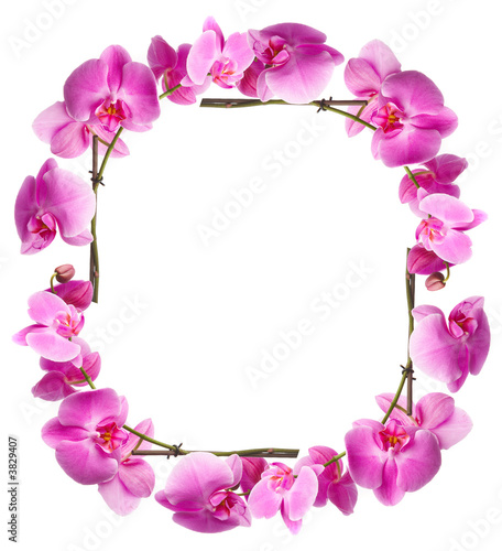 Fototapeta Naklejka Na Ścianę i Meble -  Framework from pink flowers on a white background