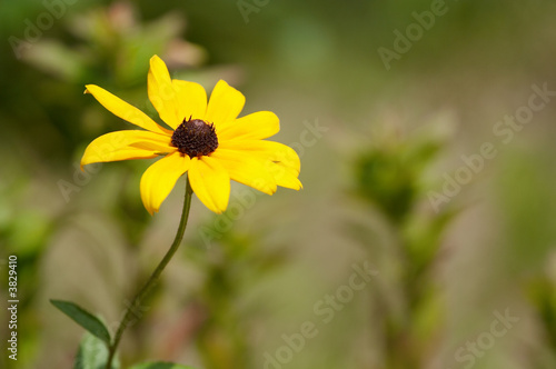 Yellow flower on blurry background. Shallow DOF.