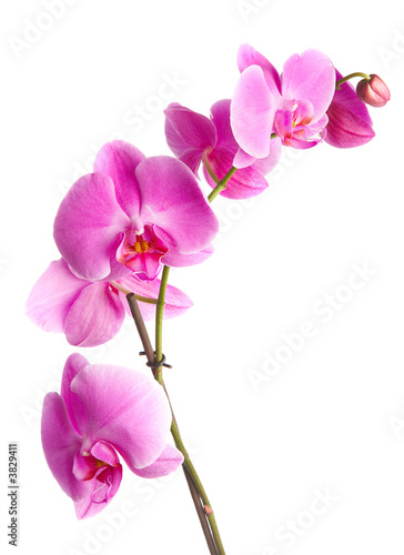  pink flowers orchid on a white background