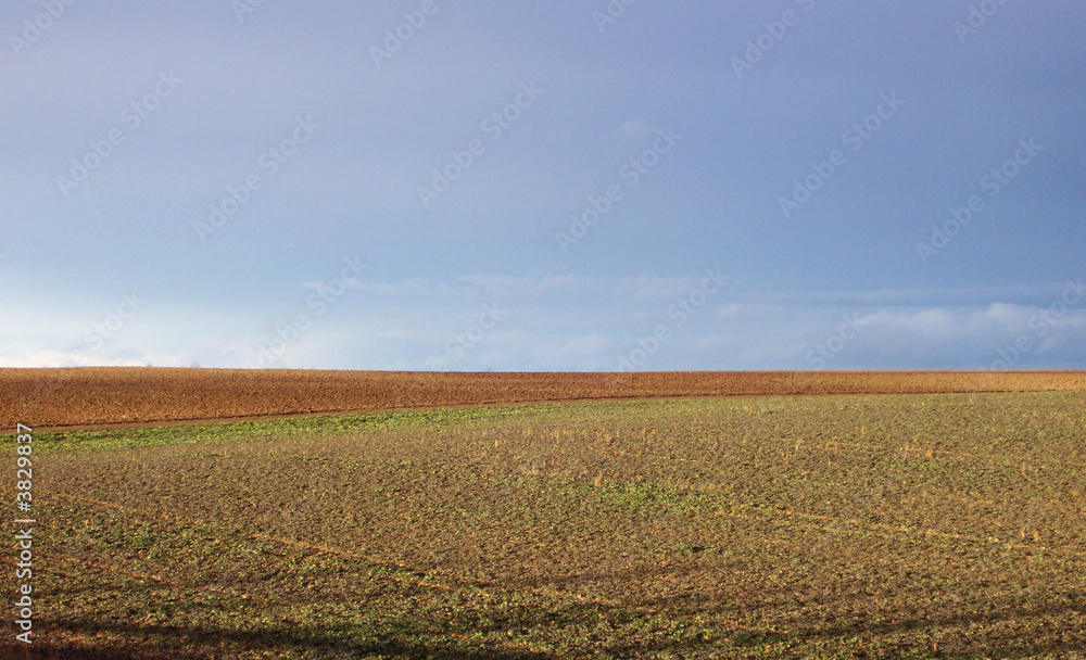 Feld vor blauem Himmel