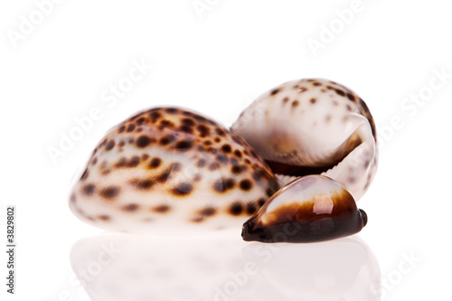 Seashells isolated on white background