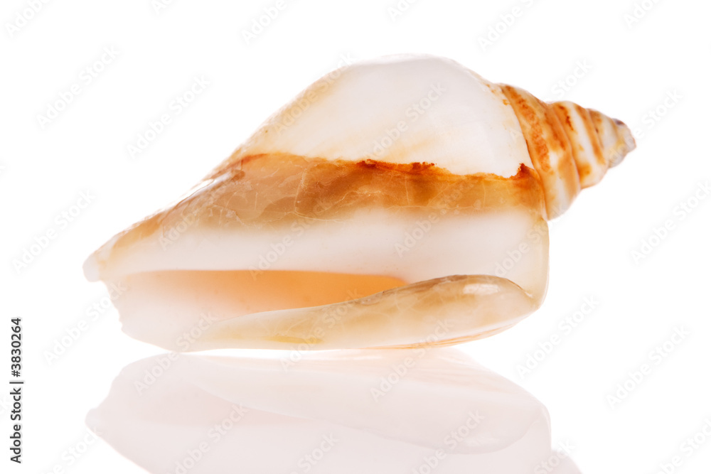 Seashell isolated on white background Seashell isolated on white background