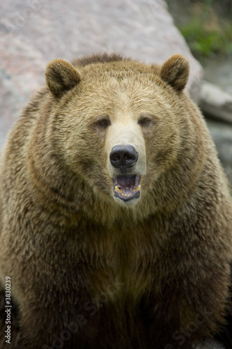 Orso Grizzly