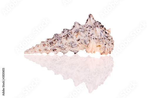 Seashell isolated on white background photo