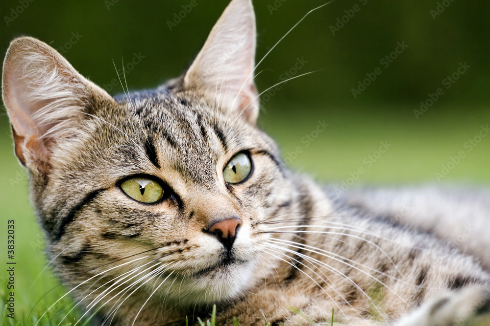 Naklejka premium Cat