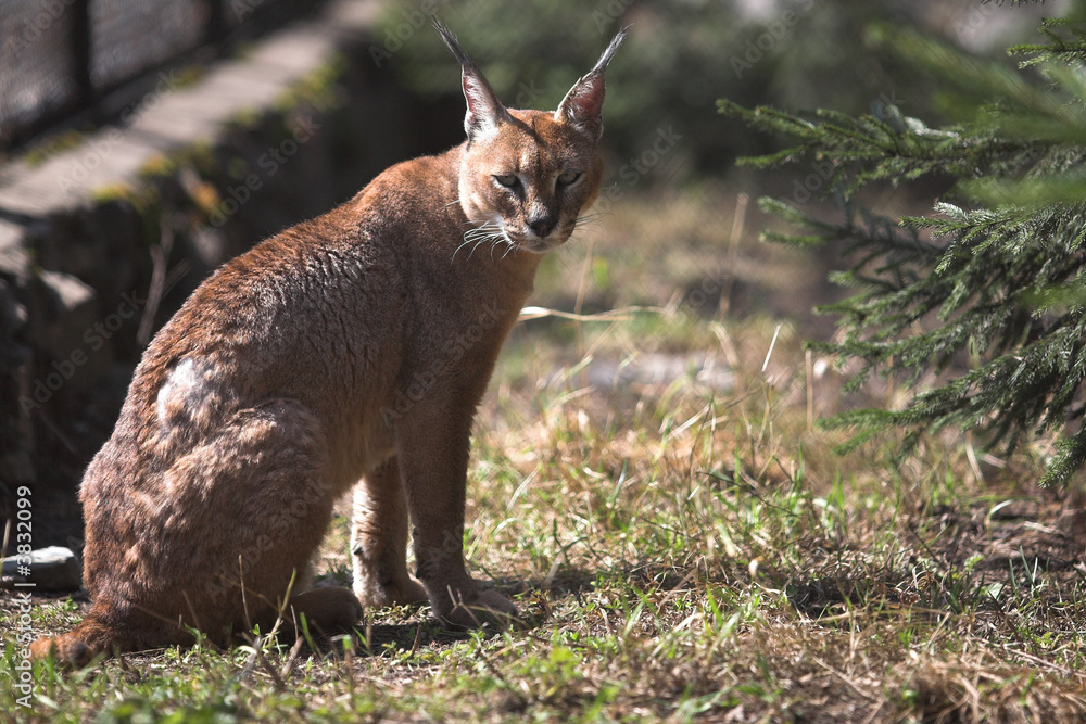 Young caracal sitting in the zoo cage Young caracal sitting in the zoo cage