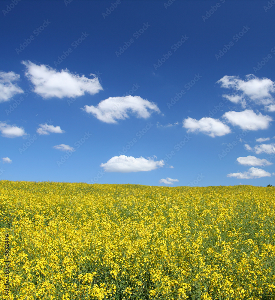bright yellow canola field against cumulus clouds bright yellow canola field against cumulus clouds