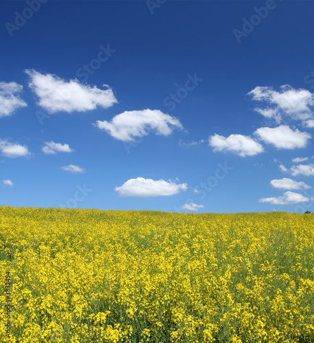 bright yellow canola field against cumulus clouds