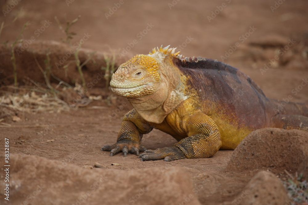 Farbenfroher Leguan auf den Galapagos Farbenfroher Leguan auf den Galapagos