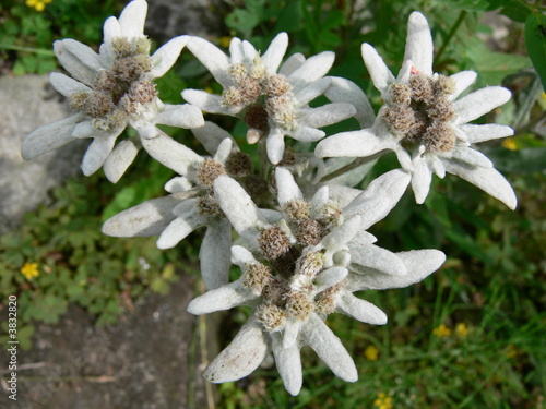 Edelweiss