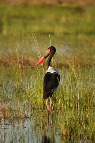Okavango saddlebilled stork photo