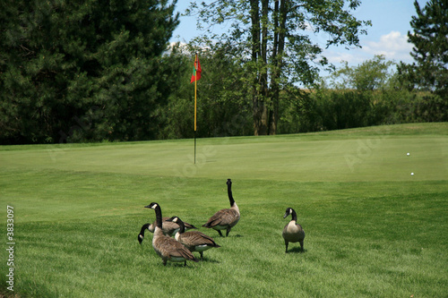 Golfing geese