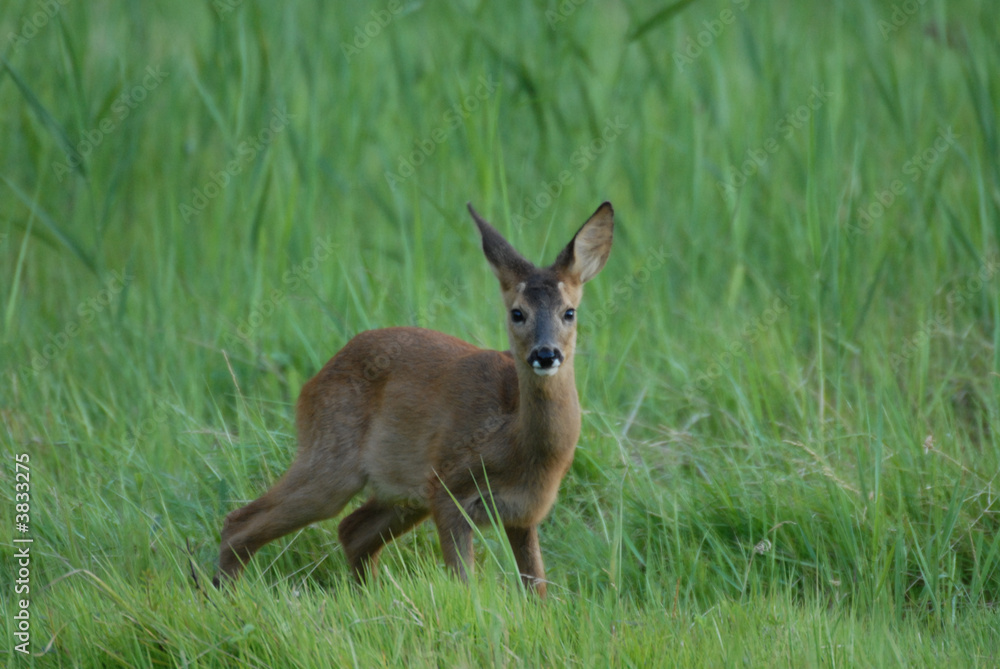 jeune chevreuil dans l'herbe verte jeune chevreuil dans l'herbe verte
