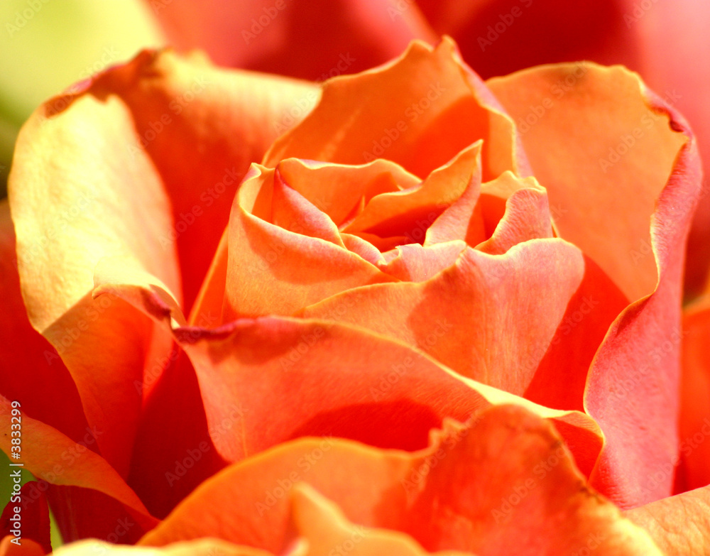 fleurs rose rouge pétale rosée nature amour Stock Photo | Adobe Stock